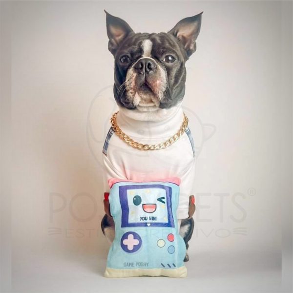 boston terrier