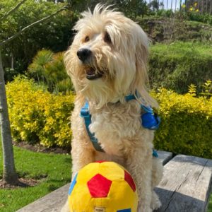 Set Poshy Balón Oficial 2026