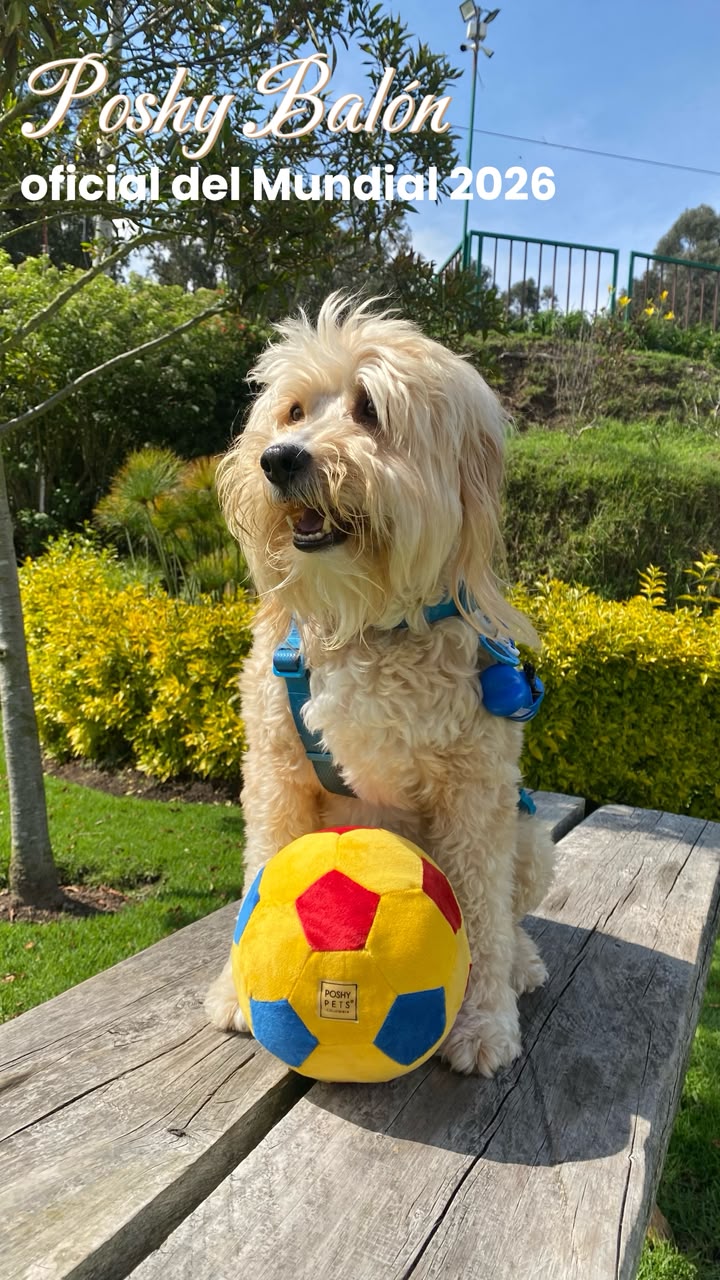 Set Poshy Balón Oficial 2026